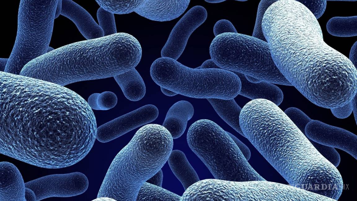 Las bacterias intestinales existen antes que el ser humano, revela estudio