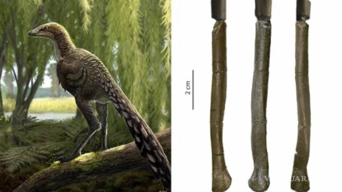 Tamarro insperatus, una nueva especie de dinosaurio carnívoro que vivió en los Pirineos