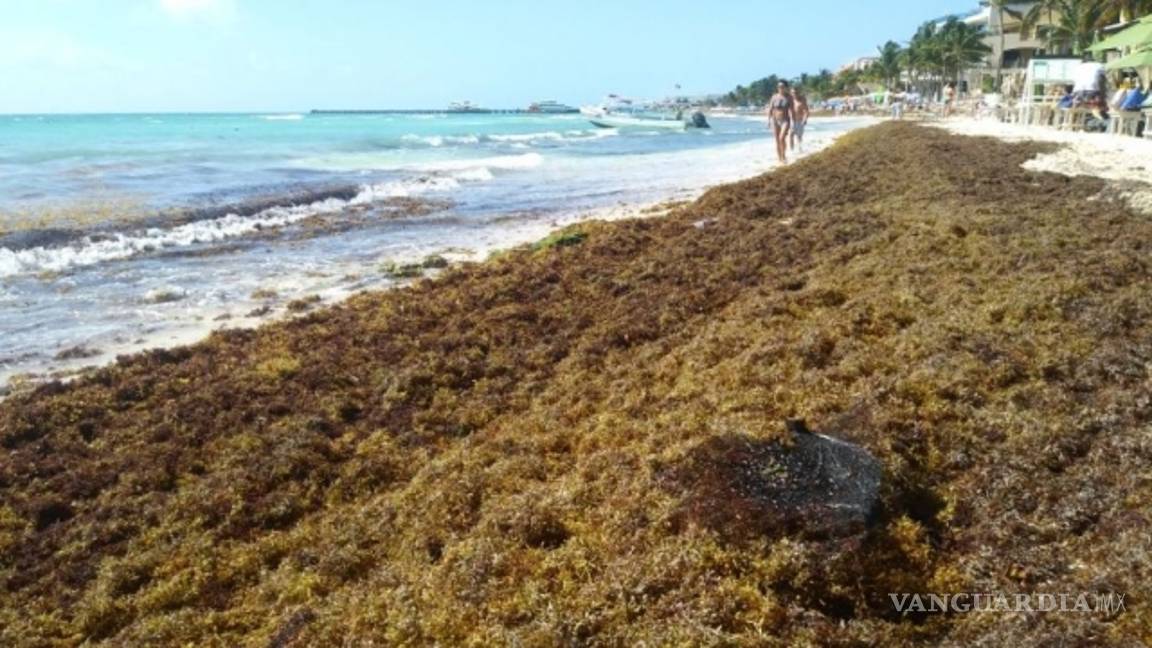 $!Con Borge 'desaparecieron' 79 mdp contra sargazo