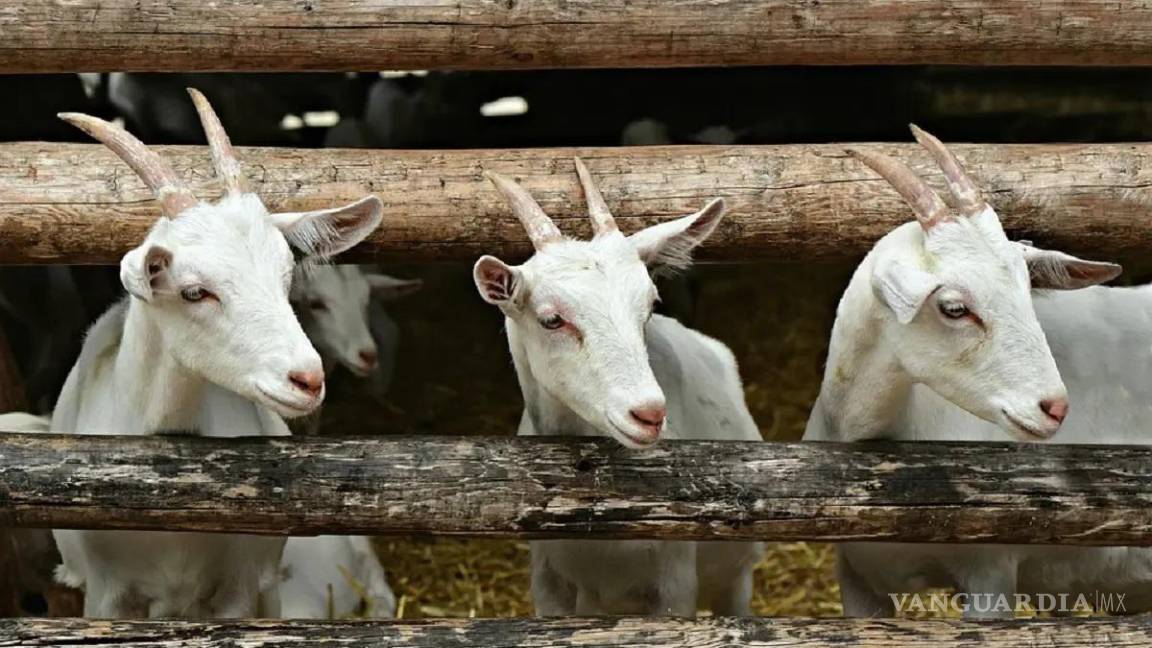 Buscan colocar con empresas leche de cabra