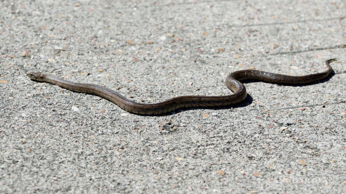 Encuentran serpiente en colonia República; Policía Ambiental atiende reporte