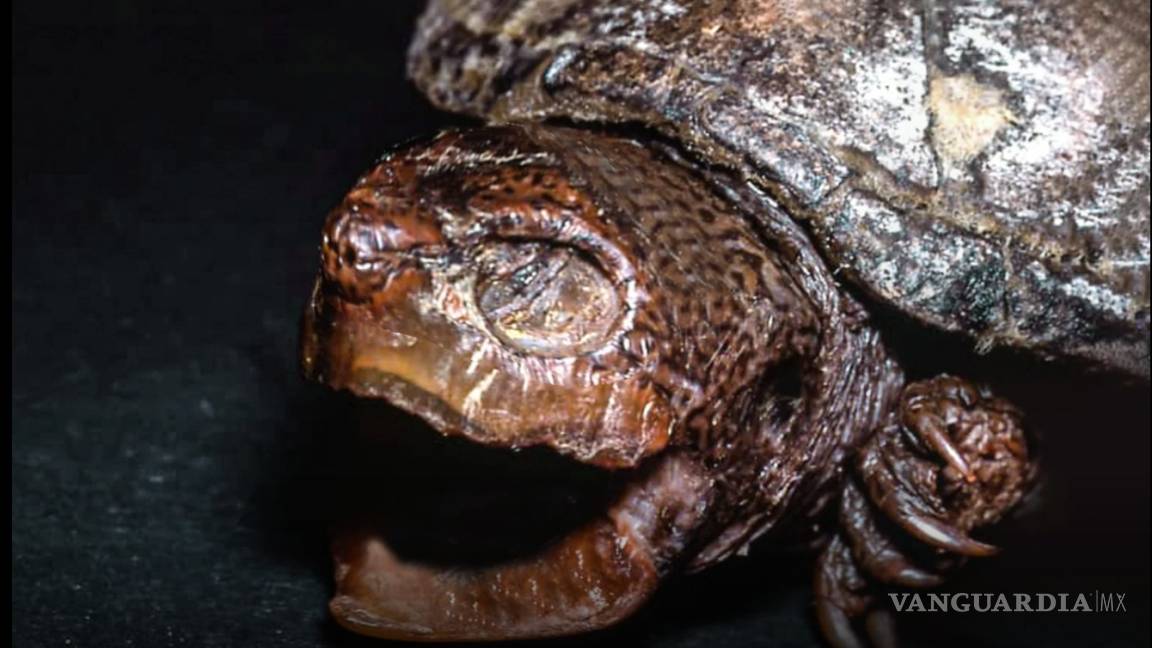La trágica historia de la tortuga endémica que se extinguió en Coahuila