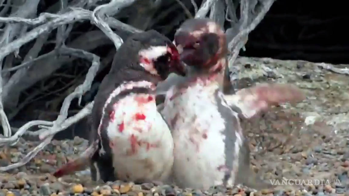 Pingüinos protagonizan sangrienta pelea por una hembra (Video)