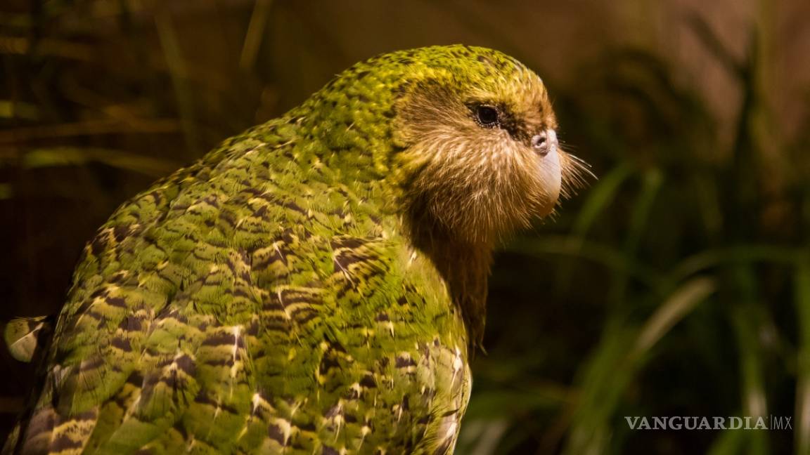 Sirocco, pájaro más famoso de Nueva Zelanda está desaparecido