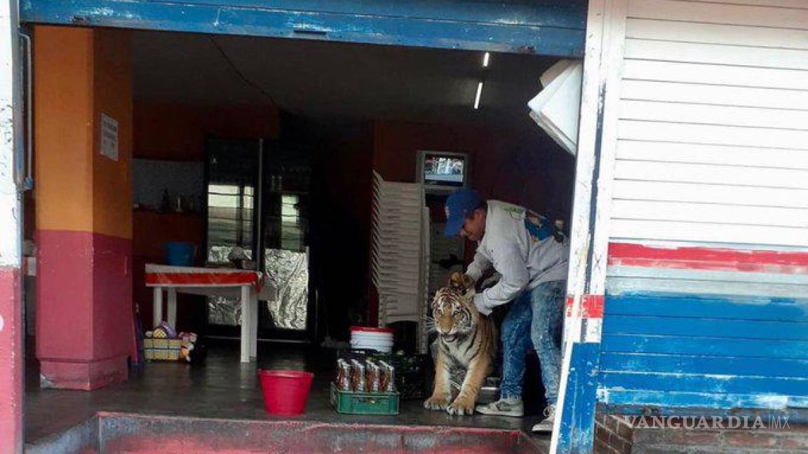 Tigre entró a taquería en Hidalgo