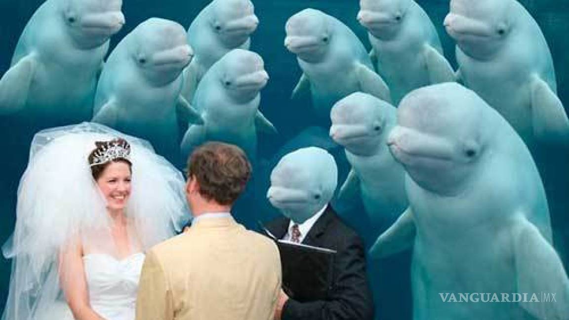 $!Ballena se aparece en boda y opaca a la novia