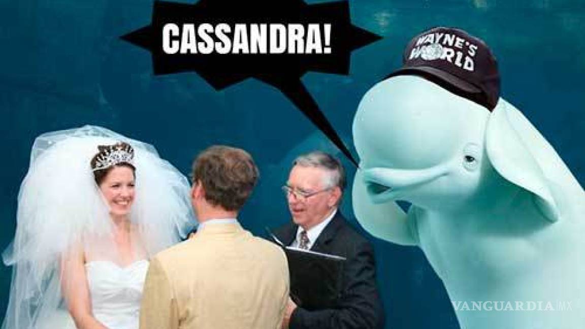 $!Ballena se aparece en boda y opaca a la novia