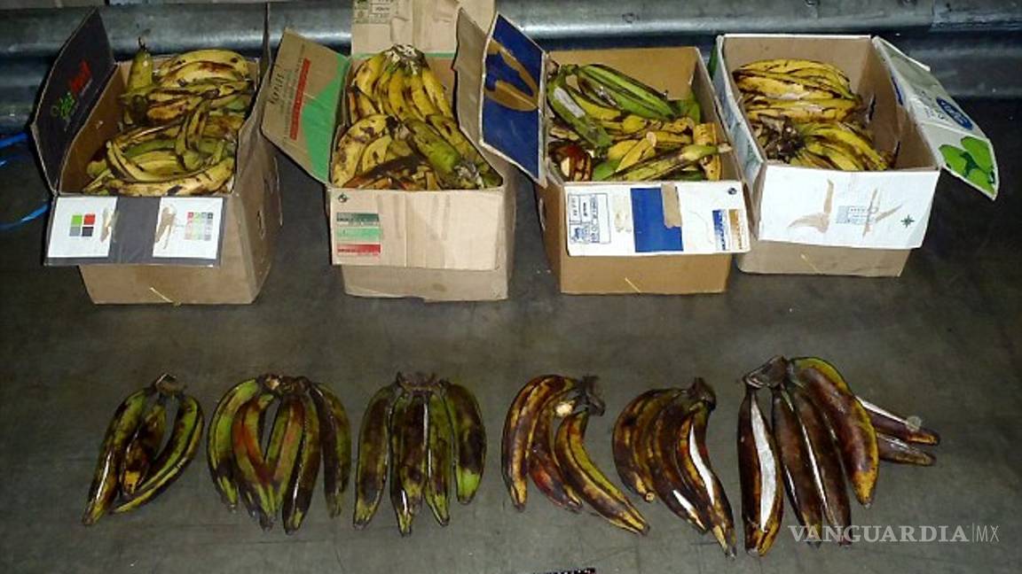 $!Las formas más extrañas en las que los traficantes transportan su droga