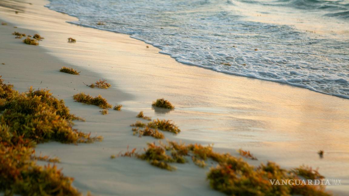 $!Cinturón masivo de sargazo avanza por el Atlántico y amenaza con un arribo sin precedentes al Caribe Mexicano