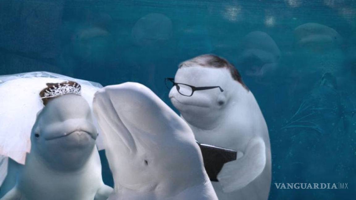 $!Ballena se aparece en boda y opaca a la novia