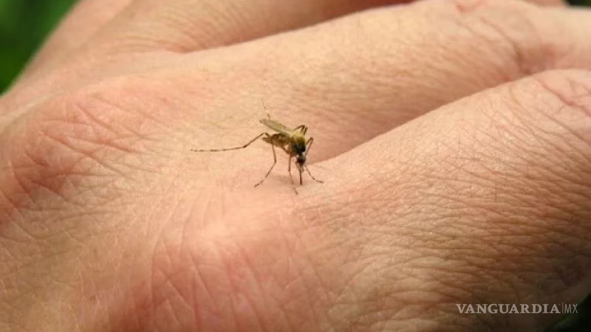 El Niño propagaría el dengue, el zika y el chikungunya; la OMS se prepara
