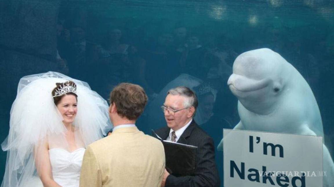 $!Ballena se aparece en boda y opaca a la novia