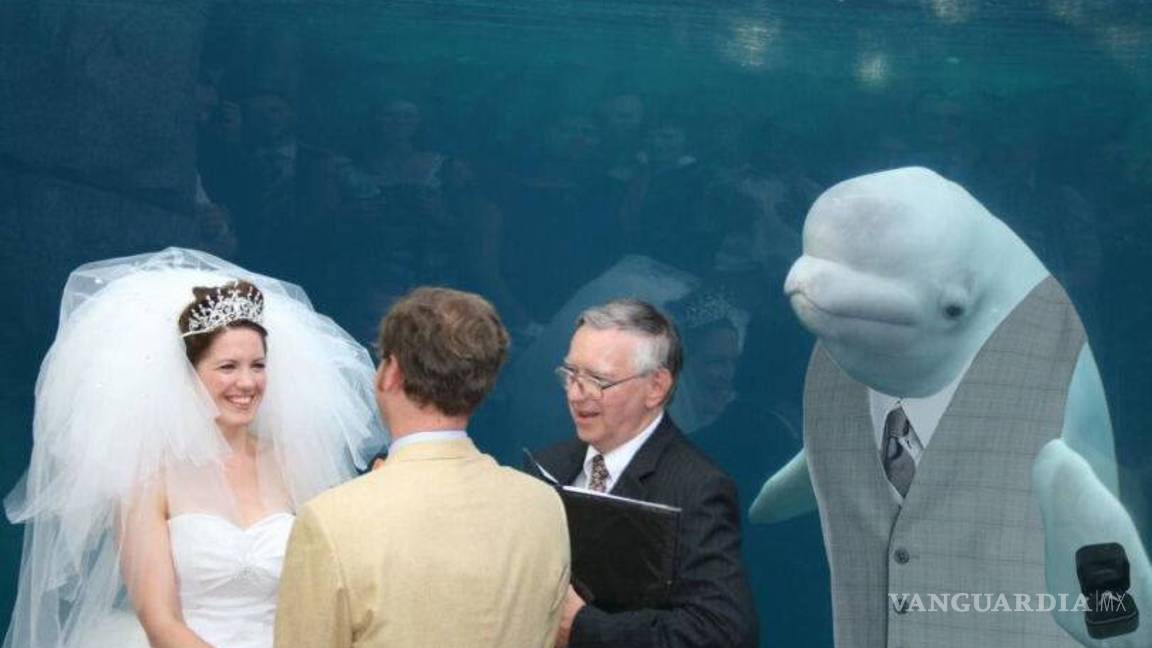 $!Ballena se aparece en boda y opaca a la novia