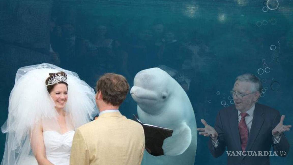 $!Ballena se aparece en boda y opaca a la novia