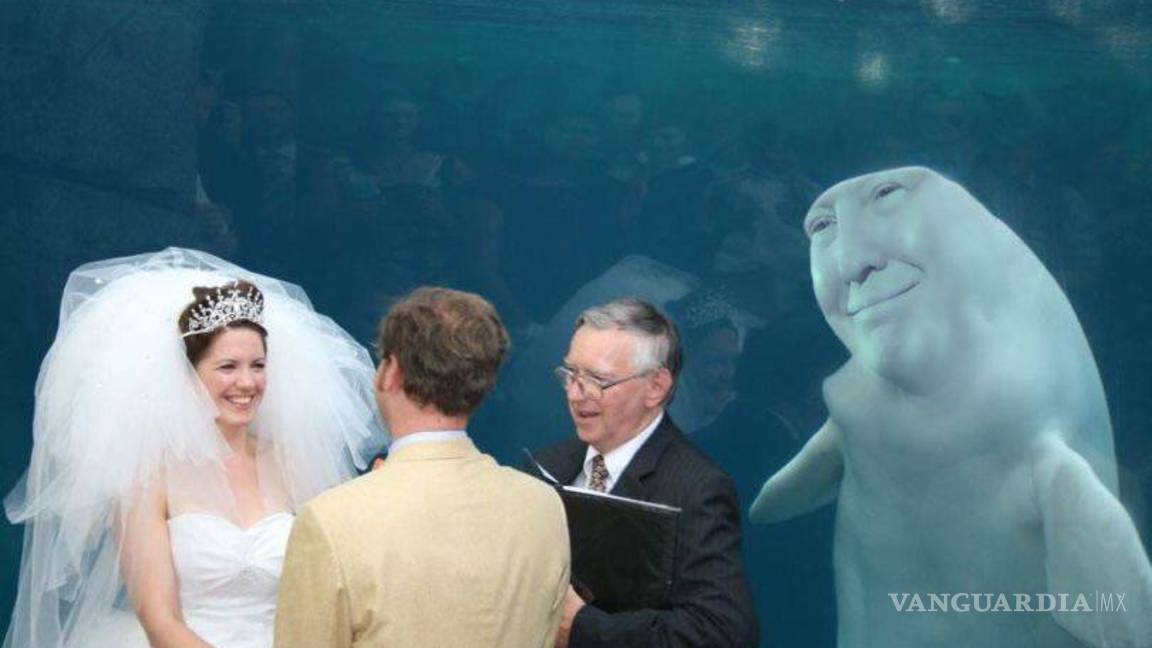 $!Ballena se aparece en boda y opaca a la novia