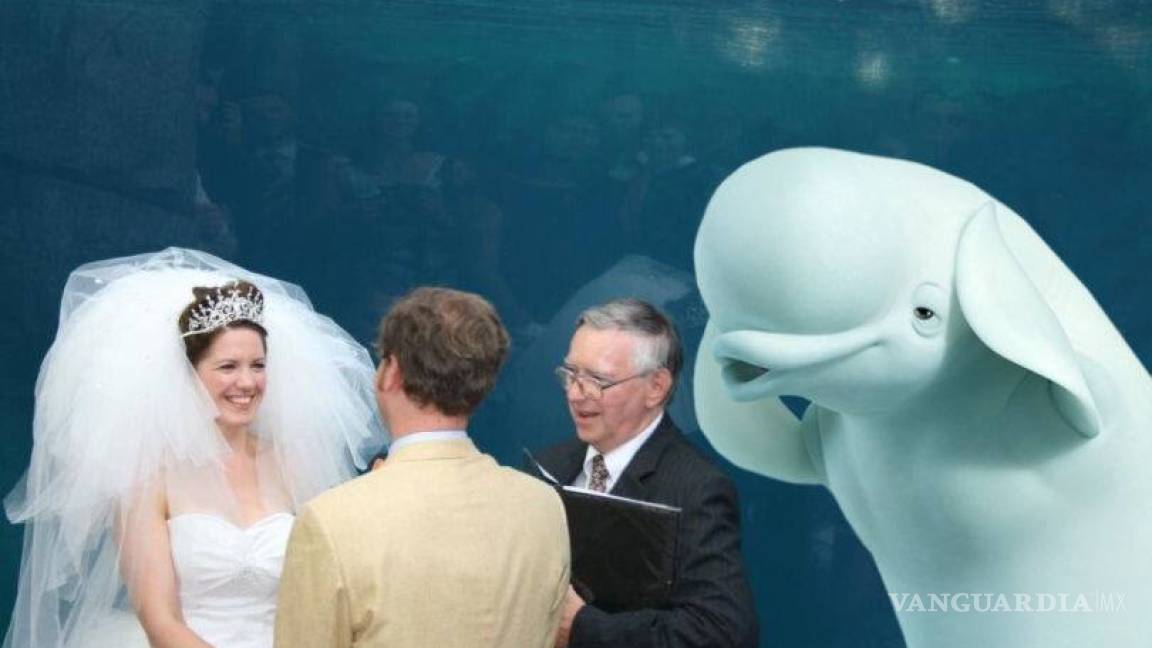 $!Ballena se aparece en boda y opaca a la novia