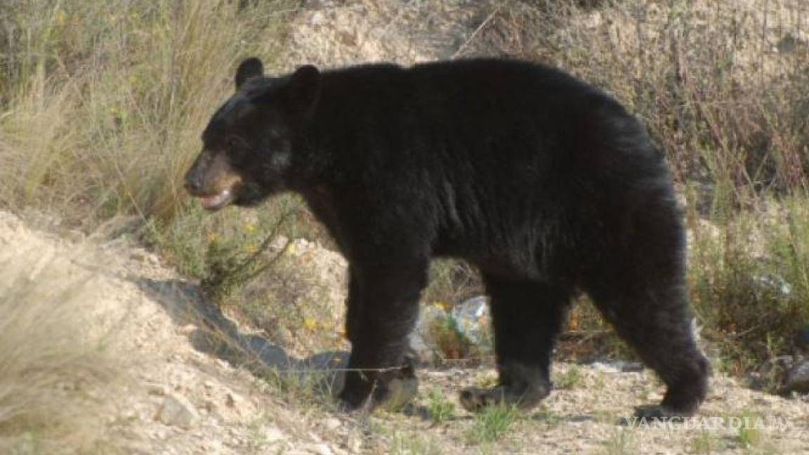 Alarma en ejido de Saltillo pérdidas de ganado por ataques de osos
