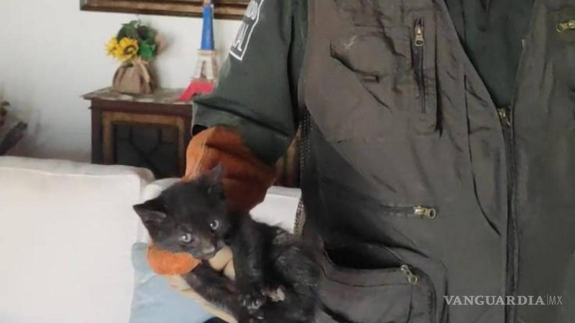 Rescata Policía Ambiental de Saltillo a gatito atrapado en ductos de ventilación de vivienda