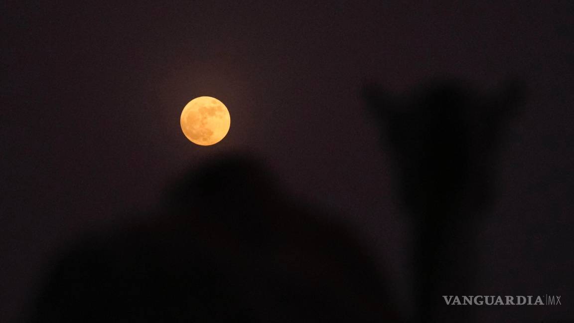 $!Un camello se para frente a la luna llena en el desierto de Al Marmoom, a unos 40 km al sureste de Dubái, Emiratos Árabes Unidos.