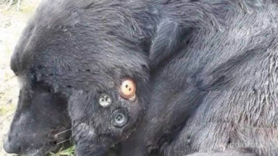 $!Maltrato animal: encuentran a perro con oreja podrida ¡tenía 3 botones cosidos!