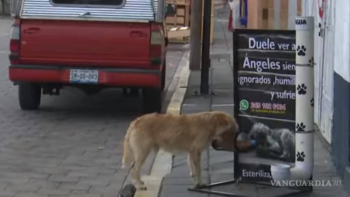 Crean comederos comunitarios para perros callejeros en Puebla