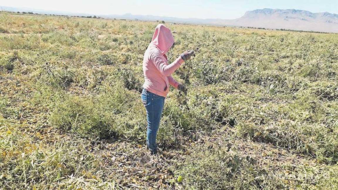 Escasez y elevado costo de fertilizantes golpean al campo mexicano