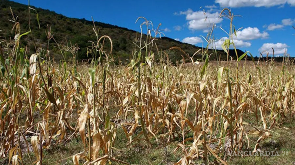 Sequía en el Istmo provoca pérdida del 60% del maíz
