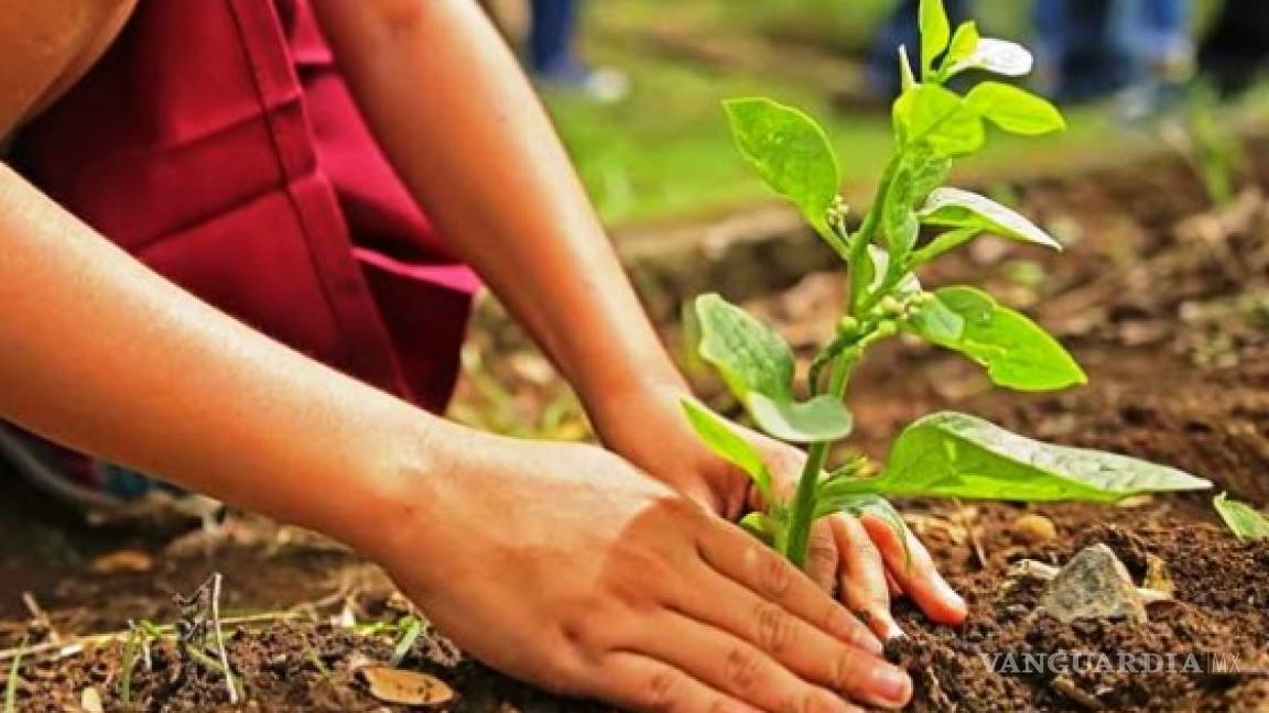 Iniciativa ciudadana convoca a reforestar la Sierra de Zapalinamé