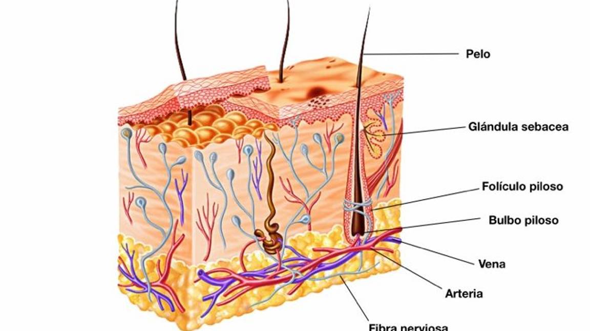 $!Calvicie: el terror en la 'azotea' que nadie quiere experimentar