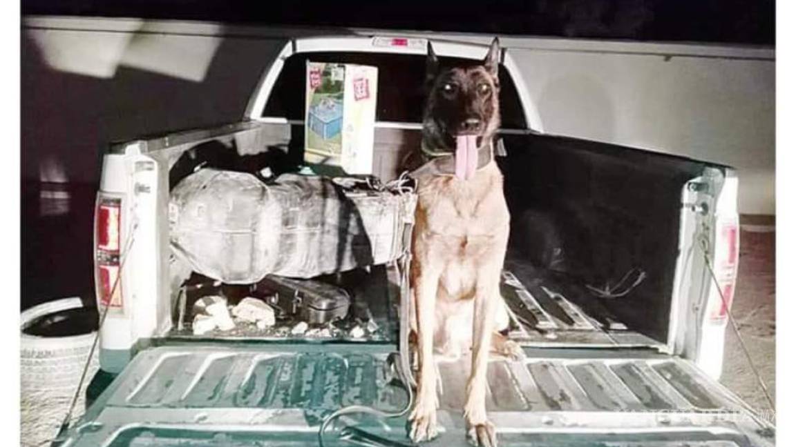 Perro policía colabora en aseguramiento de 78 kilogramos de ‘cristal’ en Coahuila