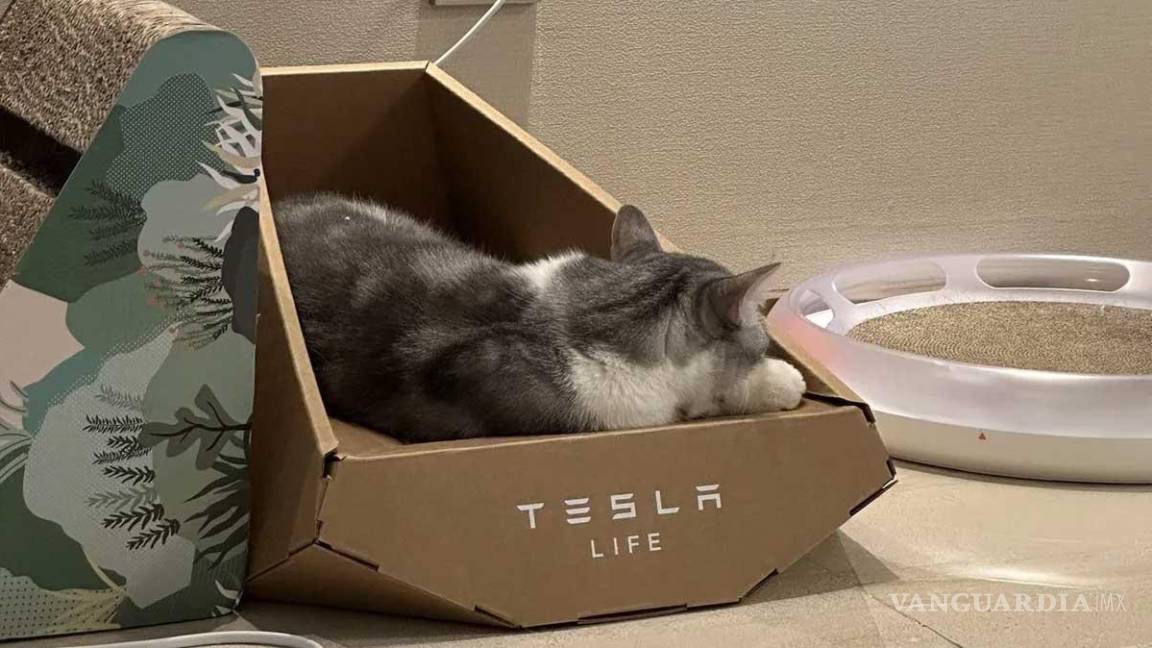 ¿Una cama para gatos Tesla?, si existe y está inspirada en diseño de la Cybertruck