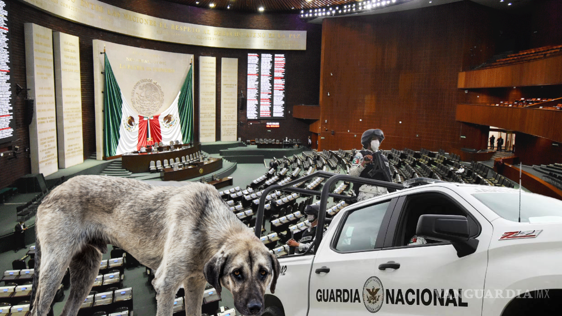 Declaran constitucionales reformas que prohíben maltrato animal y amplían facultades a SSPC