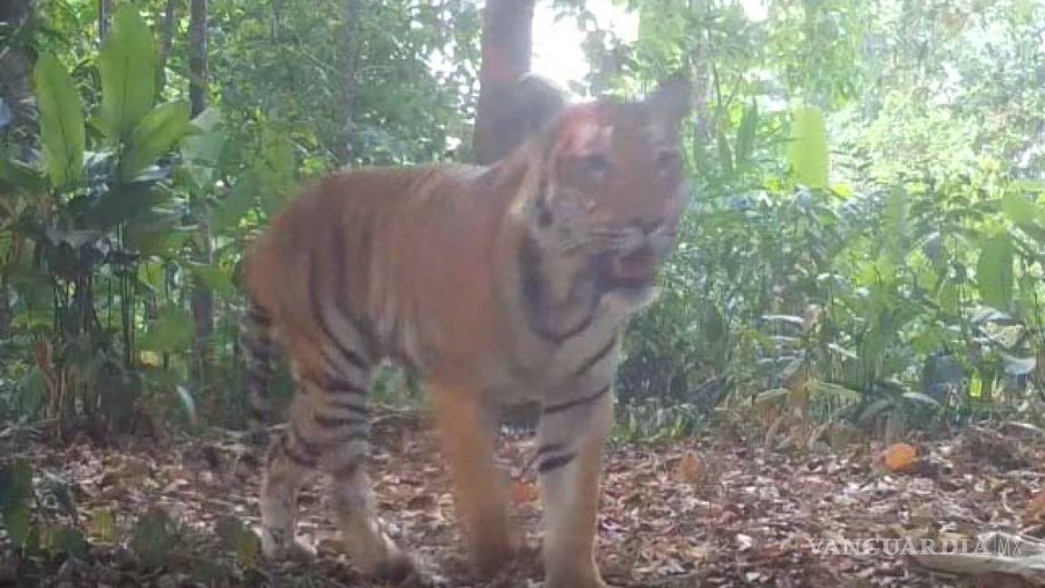 En Tailandia, aparecen tigres salvajes por primera vez en 4 años