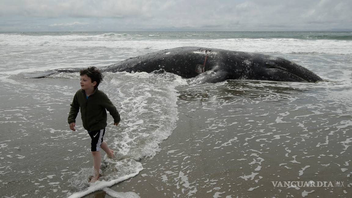 $!Encuentran a novena ballena muerta en la bahía de San Francisco