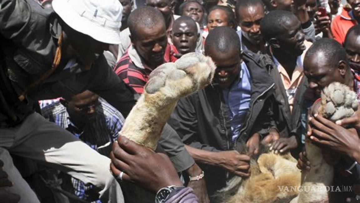 Arponean a leones que escaparon de parque en Kenia