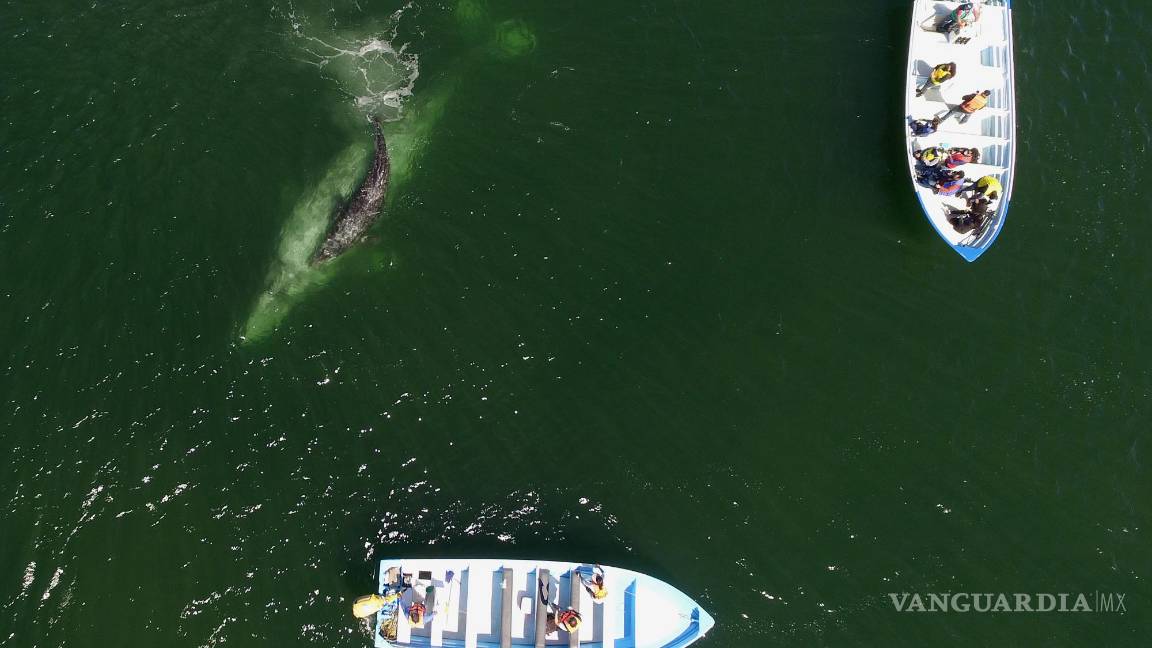$!Fotografía tomada desde un drone donde se observa a turistas que visitan el santuario de Ballenas grises (Eschrichtius robustus). EFE/Mahatma Fong