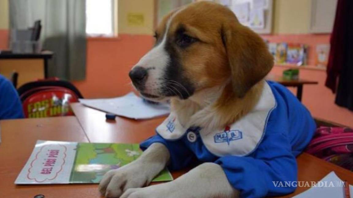 Adoptan a perro callejero y lo 'convierten' en alumno de escuela en Turquía