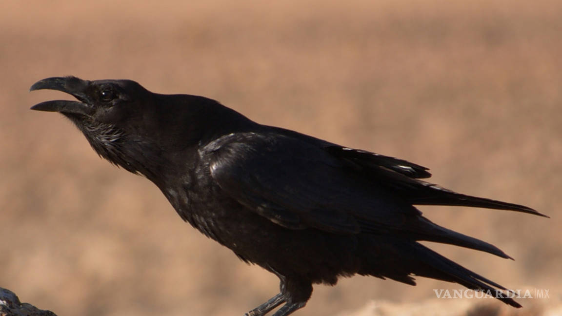 Cerebro de los cuervos se activa al identificar la muerte