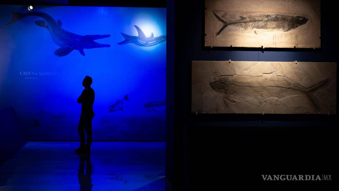 $!El diseño museográfico estuvo a cargo de Clara Jazmín Avendaño López y Felipe García Govea, quienes han colocado los especímenes a través de un fondo azul.