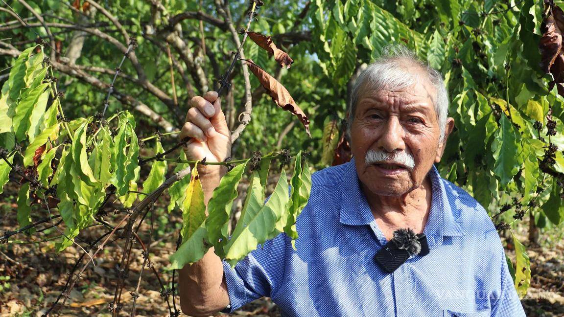90% de la siembra de café en Chiapas está en riesgo por la sequía