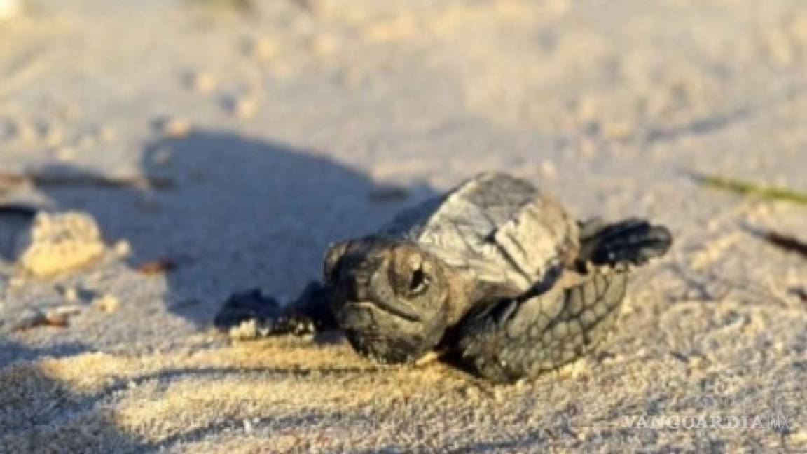 Liberan más de 15 mil crías de tortuga carey en playas de Yucatán