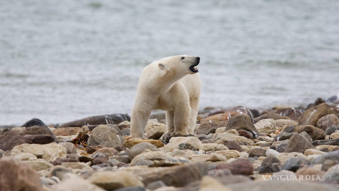 Canadá: acelera mortalidad de osos polares