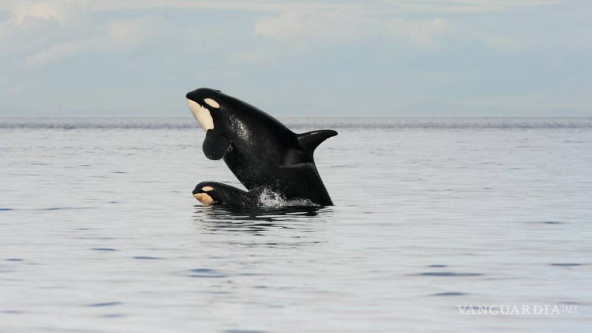 ¿Sabías que las mamás orcas pagan un precio alto por alimentar a sus hijos adultos?