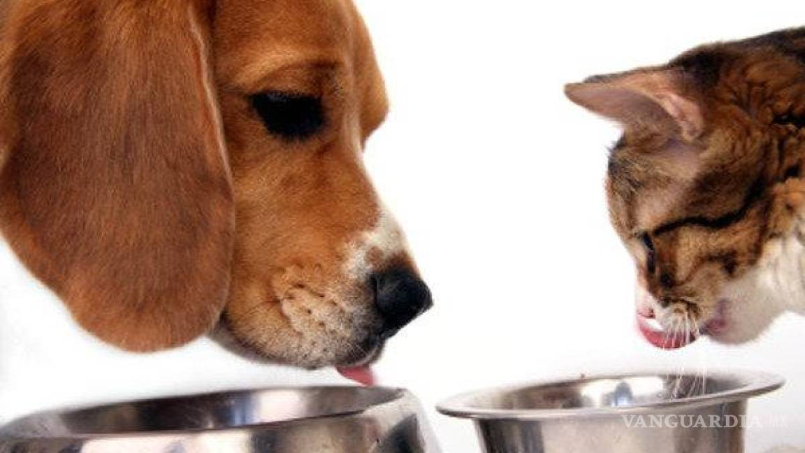 SHCP propone quitar el IVA a alimentos para mascotas
