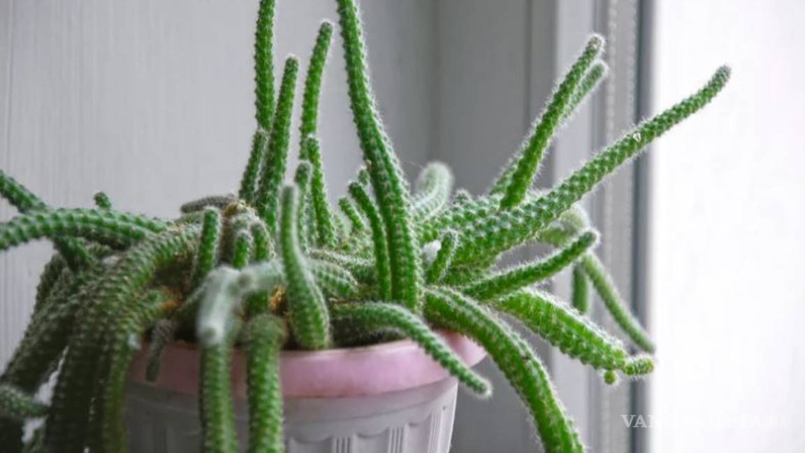 $!Entre cactus y suculentas, las plantas ideales para dar vida a tu hogar