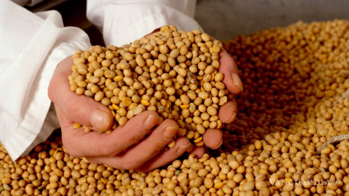 Apoyaran a productores de Acuña, con semilla de sorgo