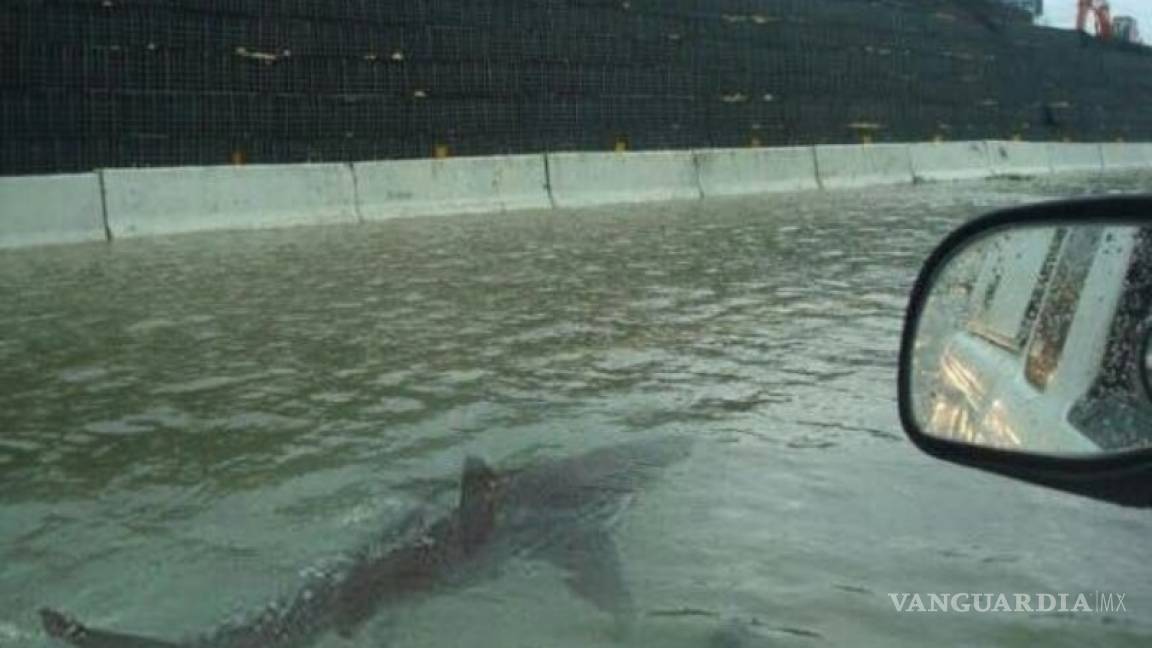 Desde un tiburón a una autopista inundada, falsos rumores sobre “Irma&quot;