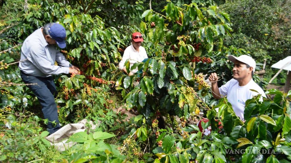 $!Impactará caída de precios de café en América Latina; podría aumentar migración