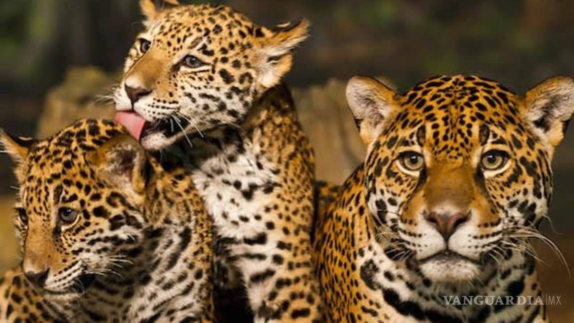 El jaguar: especie que estaría en peligro debido a la construcción del Tren Maya