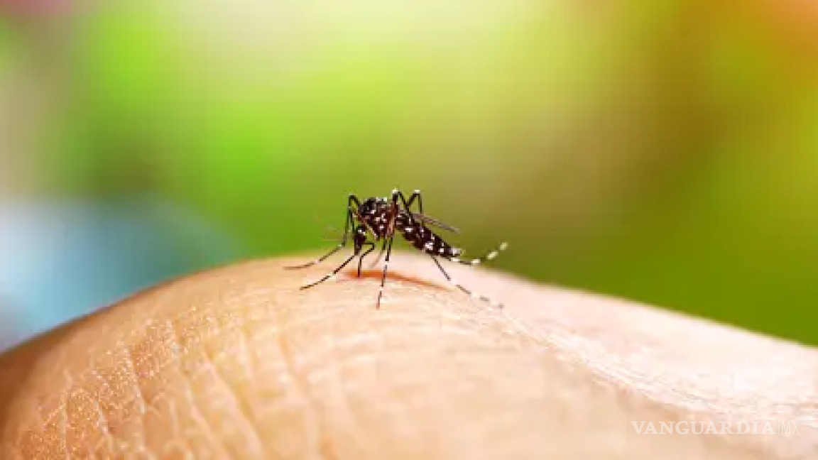 Urgen medidas para frenar dengue en Morelos: ¿cuáles son los síntomas y cómo detectarlo?